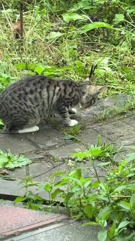 A tabby cat with grey and black stripes and white paws sits on a paved surface surrounded by green grass and plants. The cat is drinking water from a puddle on the paving stones. The video is shot from a slightly elevated, eye-level perspective.