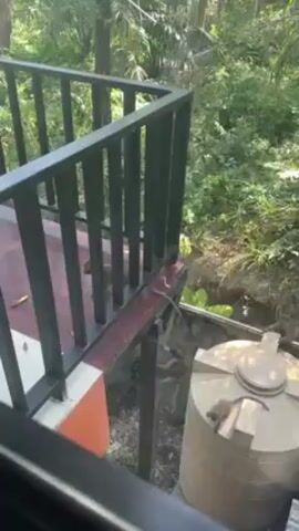 The video shows two monkeys climbing on the railing of a balcony. One monkey is walking along the balcony floor holding what appears to be food, while the other is hanging from a support beam near a large, beige water tank. The balcony has a black metal railing with a red tiled floor. The background shows a lush green forest. The video is shot from inside a building, looking out through a window.