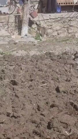 The video shows a patch of tilled dirt in the foreground. A wall made of light-colored stone sits at the back of the frame, with some grass and weeds near the wall and on the dirt. Some objects like a bicycle and chair are stacked behind the wall. A gray and brown tabby cat walks along the stone wall. The video is shaky.