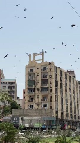 A flock of birds flies in the sky above a light-colored apartment building. The building has multiple balconies with laundry hanging from them. The word "TOTAL" and "ALSUAE" are visible on the side of the building in large letters. Below the apartment building is a row of shops, one with a sign that says "CUTS & ANGLES". There are trees in the foreground and other buildings visible in the background. The sky is clear and blue.