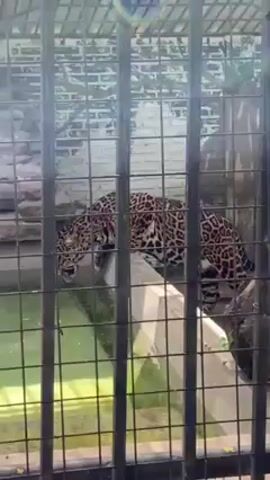 A jaguar is seen through the bars of a cage. The jaguar is standing on a white ledge or platform next to water that is murky green.  Behind the platform, the walls of the enclosure are made of brick.  The jaguar is walking around the platform. The cage bars are black.