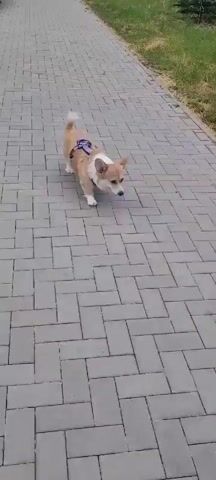 A Corgi dog walks down a paved path. The dog has tan and white fur and is wearing a purple harness. The path is made of gray interlocking bricks. To the right of the path is a grassy area. The camera follows the dog from a slightly elevated angle. The dog is walking towards the camera. The dog's tongue is slightly out. The dog's tail is wagging. The dog appears to be alone. The time code indicates the video is very short, only a few seconds long.