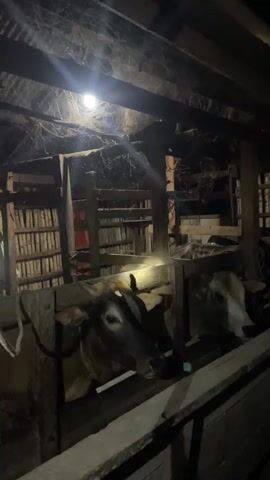 The video shows the interior of a dimly lit barn or stable. Cobwebs are visible in the ceiling and on wooden beams. A single light bulb hangs from the ceiling, illuminating the space. Two cows are visible in stalls, separated by wooden dividers. One cow on the left is dark brown, and the other on the right is lighter brown and white. The cows appear to be standing and looking towards the camera. The overall environment appears rustic and somewhat neglected due to the visible cobwebs.