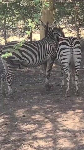 The video shows two zebras standing near a tree in a shaded, dirt-covered area, likely a part of their enclosure. The zebras are facing away from the camera, with one zebra slightly behind the other. The zebra in the foreground has a branch with green leaves partially obscuring its body. The tree is thin and has light-colored bark. The ground is covered with scattered debris, including leaves and droppings. The area appears to be beneath a canopy of trees, providing shade.