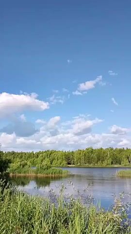 The video shows a body of water with a forest in the background. The sky is blue with some white clouds. The water is calm and reflects the sky and trees. There are reeds and tall grass in the foreground. The overall scene is peaceful and natural.