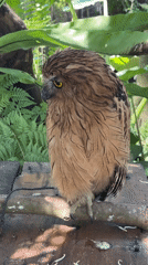 Brown owl spotted on wooden platform in Denpasar