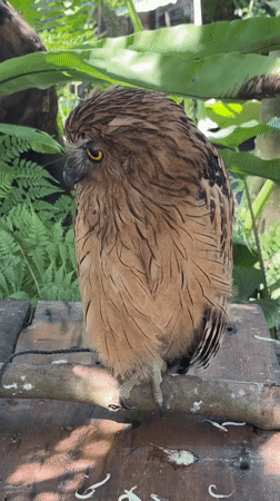 Brown owl spotted on wooden platform in Denpasar