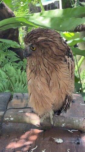 Brown owl spotted on wooden platform in Denpasar