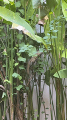 Morning moments in Denpasar: squirrel foraging, casual dining setup