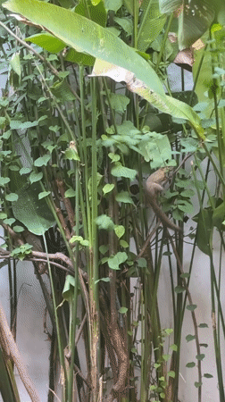 Morning moments in Denpasar: squirrel foraging, casual dining setup