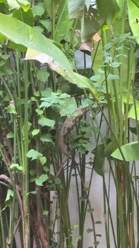 Morning moments in Denpasar: squirrel foraging, casual dining setup