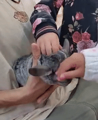Children pet chinchilla during casual encounter in Tel Aviv