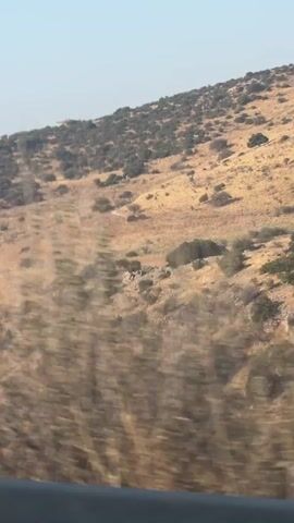 The video captures a moving landscape viewed from a vehicle. The terrain is arid and hilly, with sparse vegetation consisting of small trees and shrubs. The ground is a dry, yellowish-brown color, suggesting a hot climate. In the foreground, the edge of the vehicle's interior, possibly a dashboard or window frame, is visible. The movement of the vehicle causes a blurring effect on the trees and foliage closest to the camera, creating streaks of green and shadow against the backdrop of the distant hills. The sky is clear and light blue. There are no people or discernible objects other than the natural landscape and the vehicle's interior.