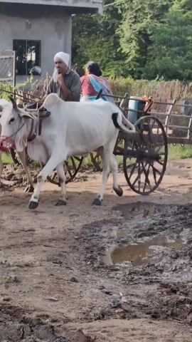 The video shows two white oxen pulling a wooden cart. A man wearing a white turban and a woman wearing a colorful headscarf are seated on the cart. The man is holding the reins and appears to be guiding the oxen. The cart is loaded with bundles of green vegetation. The scene takes place on a dirt road in front of a building. The ground is uneven and appears to be muddy in places. The overall impression is of a rural setting.