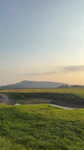 The video shows a wide, grassy field with a meandering stream running through it. The sun is setting, casting a warm glow over the landscape and creating a soft light in the sky. The sky is clear with a few wispy clouds. In the distance, there are rolling hills and a treeline. The grass appears to be lush and green, and there are no people visible in the video. The overall impression is one of peace and tranquility.