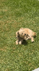 Dog rolls and rests on lawn in Mexico