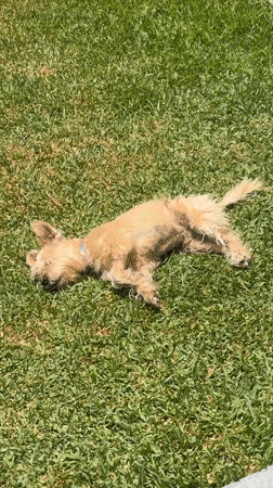 Dog rolls and rests on lawn in Mexico
