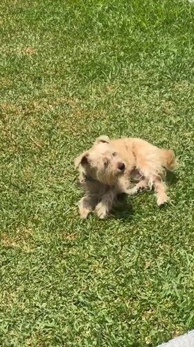 Dog rolls and rests on lawn in Mexico