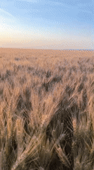 Sunset wheat field captured on video in Bulgarian countryside