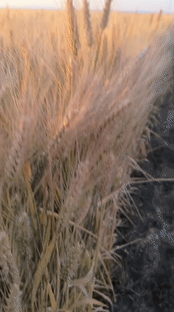 Sunset wheat field captured on video in Bulgarian countryside