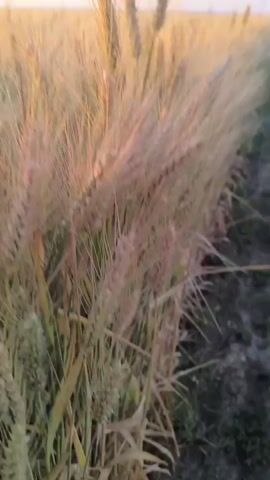 The video shows a close-up, sweeping shot of a wheat field at sunset. The camera pans across the golden stalks of wheat, which are illuminated by the warm, orange light of the setting sun. In the background, the sky transitions from a soft pink and orange near the horizon to a pale blue overhead. The overall impression is one of a serene and picturesque rural landscape.
