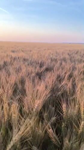 Sunset wheat field captured on video in Bulgarian countryside