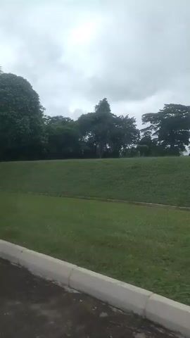 The video shows a view from inside a vehicle driving along a paved road next to a large, gently sloping green grassy area. In the foreground, a concrete curb separates the road from the grass. Several large trees, including a palm tree on the left, are visible on the grassy area and in the background, forming a dense tree line. The sky is overcast with clouds. A solar-powered street light is visible on a pole in the middle ground. The vehicle appears to be moving from left to right.