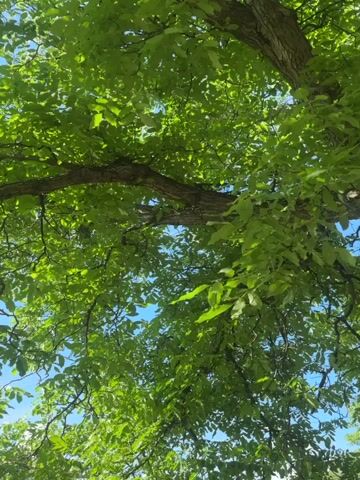 The video shows an upward-looking view of a tree canopy against a bright blue sky. The leaves are a vibrant green, and the sunlight filters through them, creating dappled patterns. A thick, gnarled branch runs horizontally across the middle of the frame, with smaller branches and foliage extending from it. The perspective is from beneath the tree, looking up towards its branches and leaves. The scene is peaceful and natural, evoking a sense of being outdoors on a sunny day. There are no people or animals visible in the video.