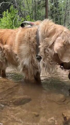A golden retriever stands in shallow, muddy water. The dog is wearing a harness. The background is a forest with trees and green foliage. The dog lowers its head into the water, then raises it, panting with its tongue out. The camera is positioned low, at water level, giving a close-up view of the dog's head and shoulders.