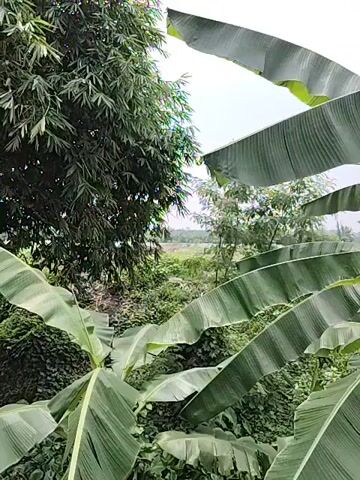 The video shows a close-up view of large, green banana leaves in the foreground. The leaves are lush and vibrant, with visible veins running through them. In the background, there is dense foliage, including bamboo trees and other greenery. Beyond the vegetation, a hazy landscape is visible, with hints of fields and possibly a body of water under an overcast sky. The camera appears to be stationary, capturing the gentle sway of the leaves. The overall impression is one of a tropical or sub-tropical environment, with an emphasis on the natural beauty of the plant life. There are no people or animals visible in the video.