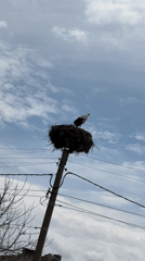 Stork spotted in nest on utility pole in Burgas