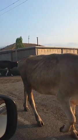 A video shows cows walking on a road. The cows are brown and white and black. The road is paved and there is a wall on the side of the road. There are also trees and a power line in the background. The sky is clear and it looks like it is daytime.