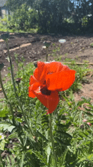 Summer garden details in Zelenogorsky, Russia