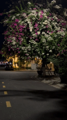 Nighttime Đà Nẵng: lit-up streets, blooming trees, and pickleball