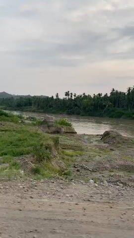 A video shows a wide, muddy river flowing through a tropical landscape. The riverbanks are lined with lush green vegetation, primarily coconut trees. The sky is overcast with clouds. In the foreground, there is a dirt road and a rough, uneven terrain with patches of grass, dirt, and rocks. There is a single person visible on the riverbank, appearing to be standing and observing the water. The person is dressed in dark clothing. There are no visible vehicles or other people in the immediate vicinity of the person. The scene suggests a rural or undeveloped area.