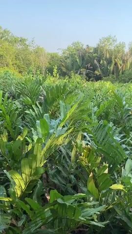 A handheld video opens with a close-up view of lush green foliage, possibly palm fronds, bathed in sunlight. The camera then pans slightly to the right, revealing more dense vegetation, including some taller palm trees in the background. The sky is a clear, light blue. As the camera continues to pan, a wooden boardwalk comes into view, curving to the right. Several people, appearing to be tourists, are standing on the boardwalk, some looking at the foliage. The camera then focuses on the group of people, who are casually dressed and seem to be engaged in conversation. One person in the group points towards the vegetation. The video ends with a wider shot of the boardwalk and the surrounding natural environment, with more trees and foliage visible. The overall impression is that of a nature walk or a visit to a botanical garden.
