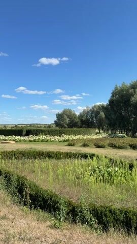This is a vertical video of an outdoor park or garden on a sunny day. The sky is bright blue with scattered white clouds. In the foreground, there is dry, brown grass and green bushes that are trimmed into a curved shape. Behind the bushes is a patch of taller green grass and some flowering plants with white and pink blooms. Further back, there is a tall, manicured hedge that runs horizontally across the frame, with some trees behind it. In the middle ground, there is another hedge and a circular wooden structure. In the background, there are more trees and rolling hills in the distance. The video pans from left to right, showing different sections of the landscape.