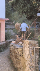 Rural morning scene: Man leads cattle through Haini village