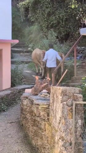 Rural morning scene: Man leads cattle through Haini village