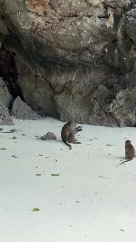 Two monkeys sit on a sandy beach in front of a rocky cave. The monkey on the left is sitting upright and holding a blue object in its hands. The monkey on the right is sitting closer to the water and facing away from the camera. There are scattered green leaves and a piece of debris on the sand. The water is visible in the background.