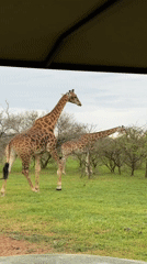 Giraffes roaming open savanna outside Stellenbosch