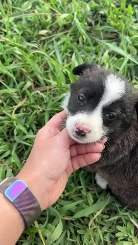 The video shows a small, black and white puppy sitting in green grass and being petted by a person's hand. The puppy has a pink nose, white fur on its chest, and a white stripe between its eyes. The person's hand is wearing a metallic watch band. The puppy appears calm and looks at the camera with alert eyes. The setting is outdoors, and the grass is dense.