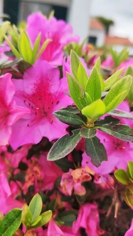 The video shows a close-up of a bush with pink azalea flowers and green leaves. The leaves have some brown spots and chewed edges. The background is blurred, but shows a building and some trees.