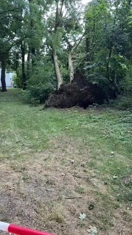 The video shows a large tree that has been uprooted and fallen over, with its roots exposed. The tree is surrounded by grass and other trees. The scene appears to be in a park or wooded area. The lighting suggests it is daytime, and the weather appears to be overcast. The camera pans slowly across the fallen tree, providing different angles of the damage.