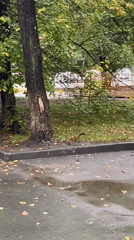 Squirrel on a leaf-strewn autumn day in Novosibirsk