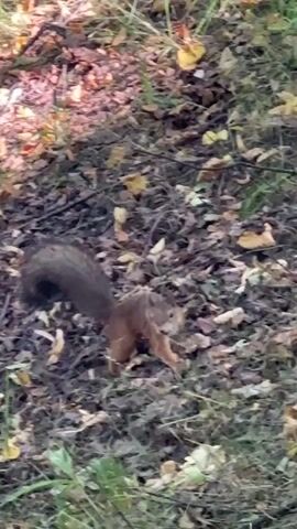 A squirrel is foraging on the ground covered with leaves and grass. The squirrel is mostly brown with a long bushy tail. It is sniffing the ground and appears to be looking for food. The background is blurred, but it appears to be a wooded area.