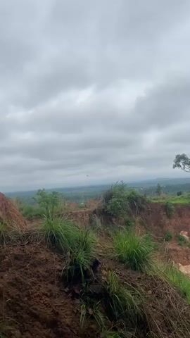 The video shows a view from a hillside overlooking a green landscape under a cloudy sky. The foreground features brown soil covered with green vegetation, including grass and small bushes. In the distance, a wide expanse of trees and fields stretches out, partially obscured by a light haze. A bird flies across the sky above the landscape. The sky is overcast with grey clouds. The camera appears to be still and stable.