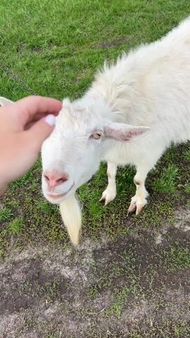A close-up shot shows a white goat standing on a patch of green grass, interspersed with small areas of dirt. The goat has a long, wispy white beard. A hand, presumably belonging to a person, is gently stroking the goat's face, just under its nose. The goat appears to be enjoying the interaction, lifting its head slightly and closing its eyes a bit. In the background, a hint of a wooden fence and some grass can be seen, suggesting an outdoor setting.