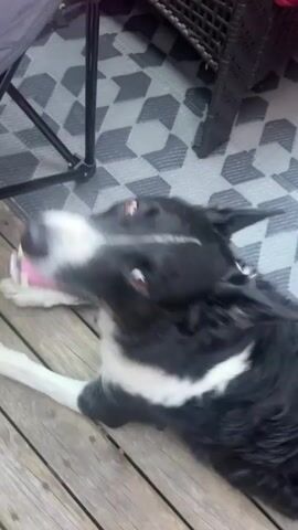 A black and white dog lies on a wooden deck, looking up and to the left at a person whose hand is briefly visible in the upper right corner. The dog's tongue is sticking out. A patterned rug is visible behind the dog.