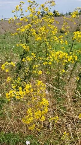 The video shows a close-up view of a patch of yellow wildflowers, possibly ragwort, growing in a field. The flowers are densely packed on thin green stems and are surrounded by dry grass and other green foliage. The background is out of focus, but appears to be a landscape with a light blue sky and some distant structures. The camera is held in portrait orientation, and the image is slightly tilted. The lighting suggests it is daytime.